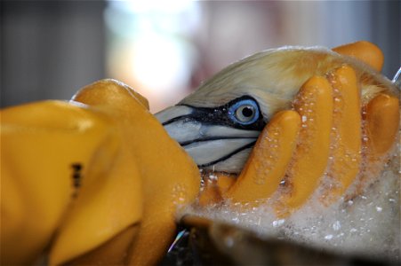 THEODORE, Ala. – An oiled gannet is cleaned at the Theodore Oiled Wildlife Rehabilitation Center June 17, 2010. The center in Theodore is one of four wildlife rehabilitation centers established in sup