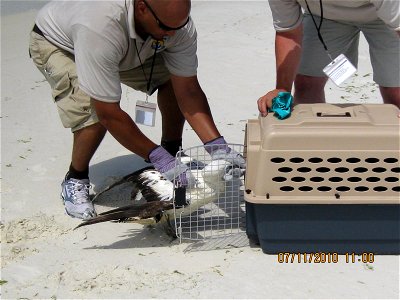 July 11, 2010 Destin, FL - Refuge Operations Specialist Kenan Adams deployed from Carolina Sandhills National Wildlife Refuge to come and provide assistance rescuing wildlife in the Gulf Area. Photo photo