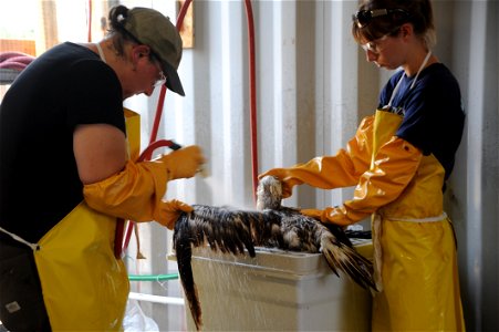 THEODORE, Ala. – Wildlife rehabilitation specialists Michelle Bellizzi, left, and Rachael Newman clean an oiled gannet at the Theodore Oiled Wildlife Rehabilitation Center June 17, 2010. The center in