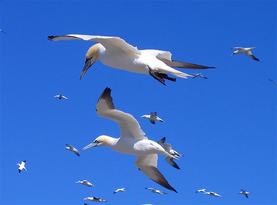 Fou de bassan, Réserve des 7 îles