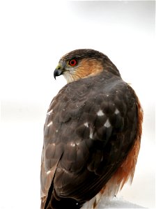 A Cooper's hawk sits on the back deck of the Visitor's Center at Seedskadee NWR during a late spring snowstorm. Photo: Tom Koerner/USFWS photo