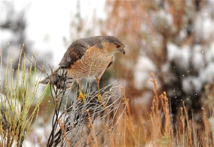 A Cooper's hawk looks for its next meal on Seedskadee NWR during a late spring snowstorm. Photo: Tom Koerner/USFWS photo