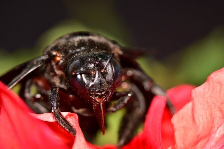 Nature macro close up