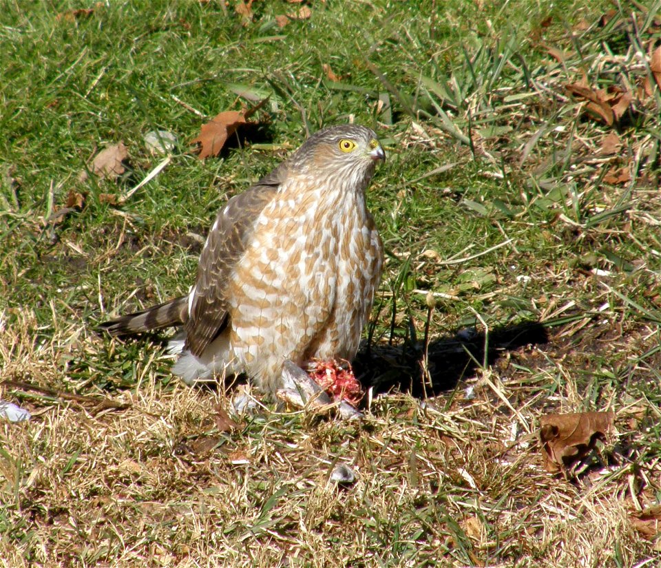 Adult Cooper's Hawk Accipiter cooperii. The photographer took this picture of the hawk in his backyard in West Haven, CT. We are not sure what the prey was but suspect it was a Mourning Dove as about 