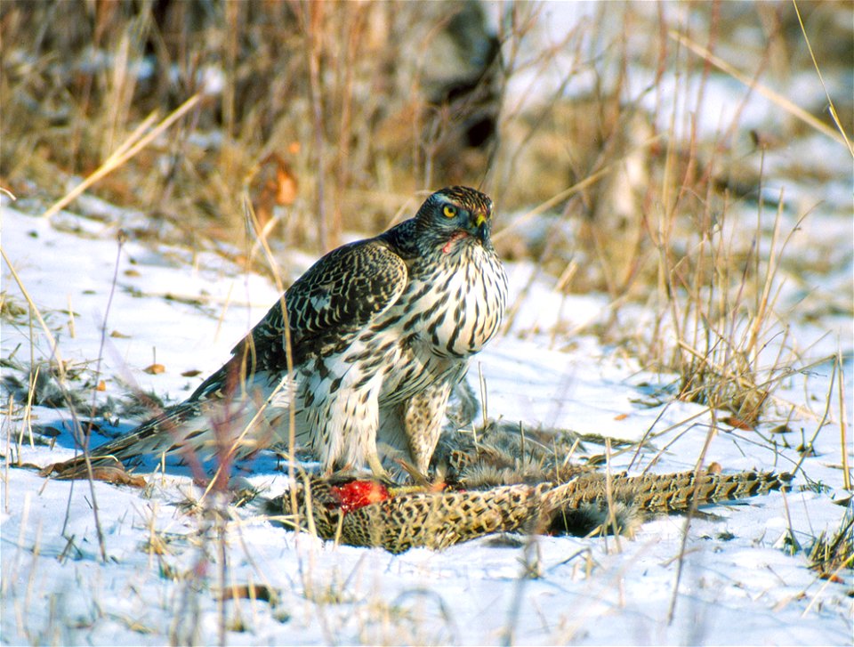 Immature Cooper's hawk eating a pheasant, January 1984.