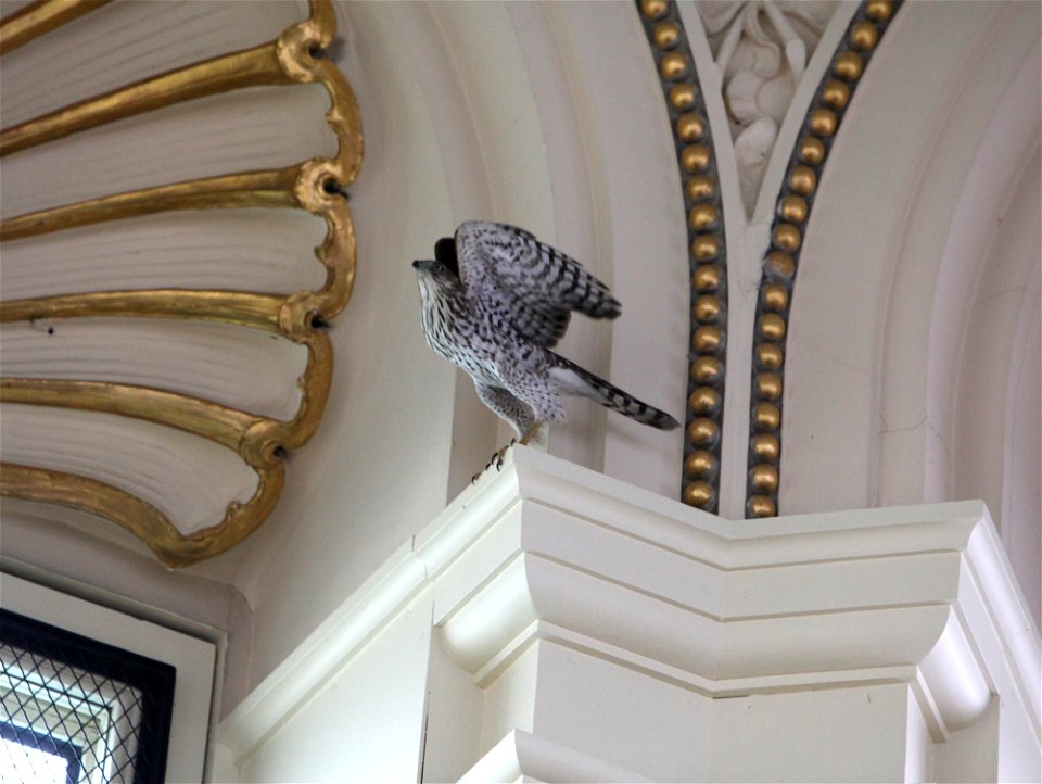 A Cooper's Hawk found in the Library of Congress