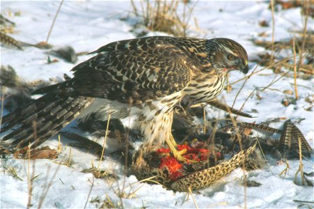 Immature Cooper's hawk eating a pheasant, January 1984.
