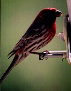 House Finch photo