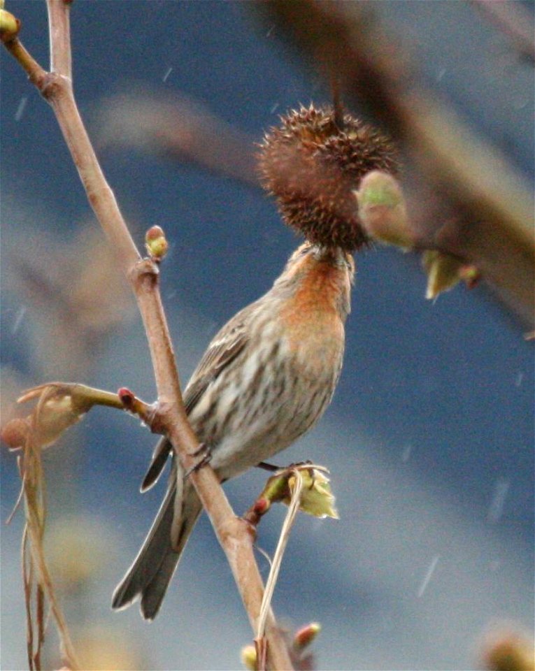 A House Finch eats seeds from the seed ball of a London Plane
TomAllmendinger 04:13, 25 March 2007 (UTC)
