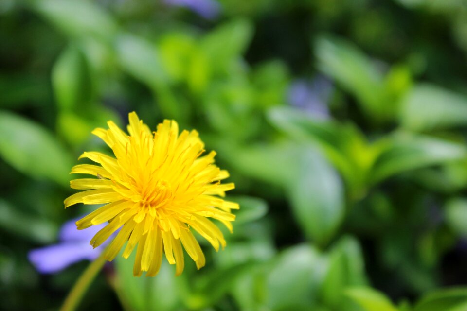 Bloom spring summer