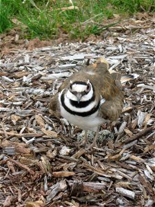 Killdeer,believed to be male due to larger-in size comparison to other local Killdeer, protecting nest from photographer. photo