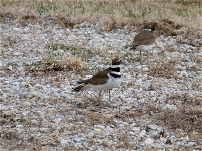 This species of shorebirds can be seen throughout the southern Great Plains in shortgrass habitats.  

Photo credit: USFWS