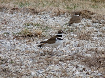 This species of shorebirds can be seen throughout the southern Great Plains in shortgrass habitats. Photo credit: USFWS photo