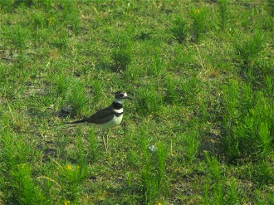 A killdeer guards its nest in the gravel just off the Service Road at Chincoteague National Wildlife Refuge / Assateague Island National Seashore. Credit: Emma Kerr/USFWS photo