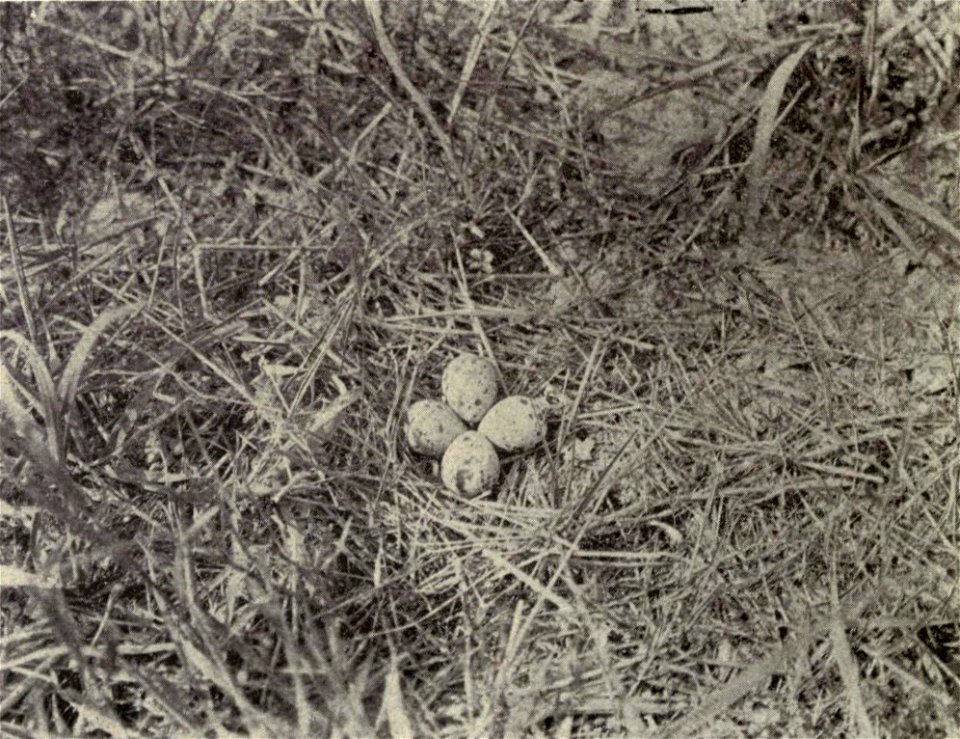 Charadrius vociferus
Caption: "No. 6 Nest of Killdeer on ground"