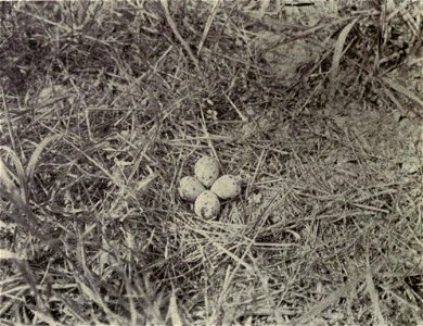 Charadrius vociferus Caption: "No. 6 Nest of Killdeer on ground" photo