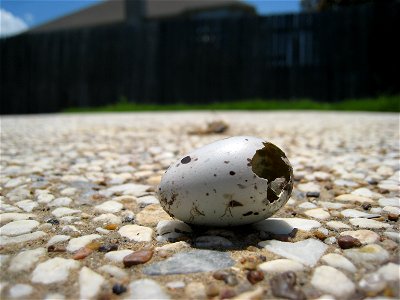 Broken Killdeer egg with dead hatchling in the background. Discovered on my pool deck in North Texas. One of a pair of images. photo