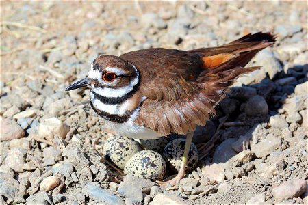 Killdeer standing over its eggs in their ground nest. Entrant in Bear River Refuge 2014 photo contest in bird life category. Photo Credit: Judy Watson / USFWS photo