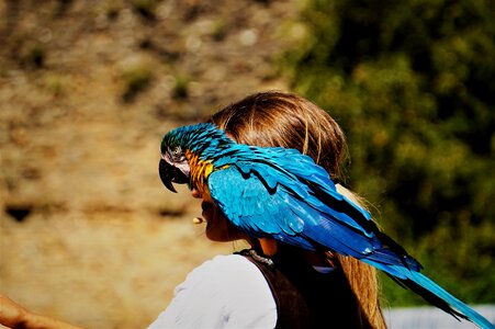 Nature in love macaws photo