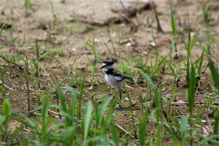 Photo by USFWS.