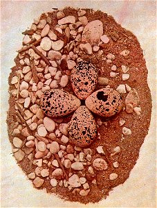 Nest and eggs of killdeer