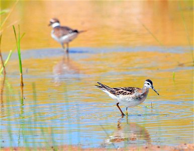 Wilson's phalarope and killdeer in wetland at the refuge. Photo by Keith Penner photo