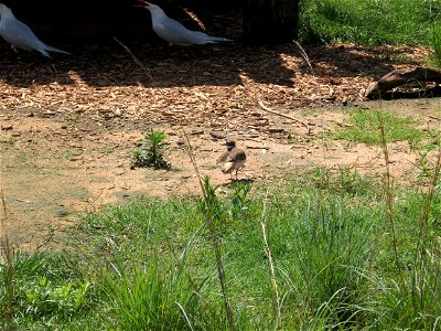 A killdeer. It was as close as I could get to it, I also used zoom. photo