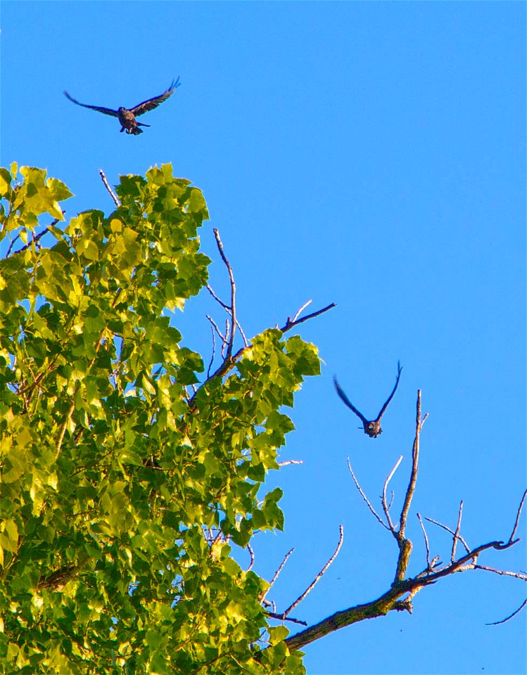 Birds at LBJ Memorial Grove