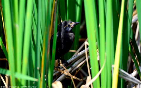 Common Grackle fledgling, Great Meadows National Wildlife Refuge, Concord, MA

Credit:  Steve Arena/USFWS


12 June 2015