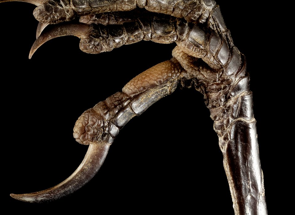 Quiscalus quiscula - The Common Grackle. A hefty gracklesk foot befitting the beast.  



All photographs are public domain, feel free to download and use as you wish.

Photography Information: Canon 