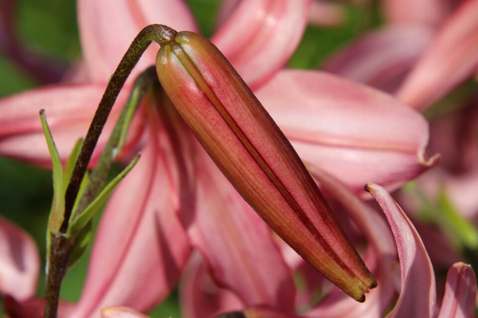 Lily bud purple