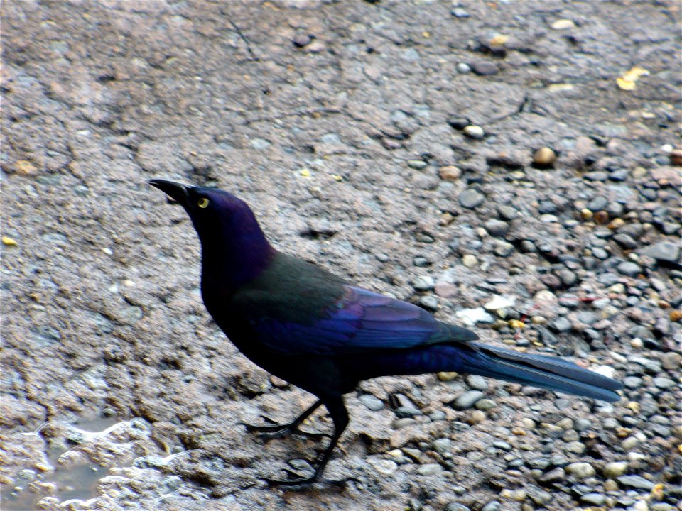 I am the originator of this photo. I hold the copyright. I release it to the public domain. This photo depicts an adult male Common Grackle Quiscalus quiscula.