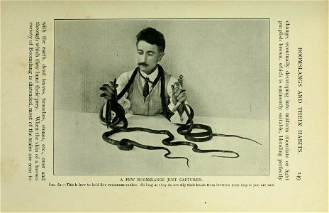 The snakes of South Africa : their venom and the treatment of snake bite / by F. W. Fitzsimmons.