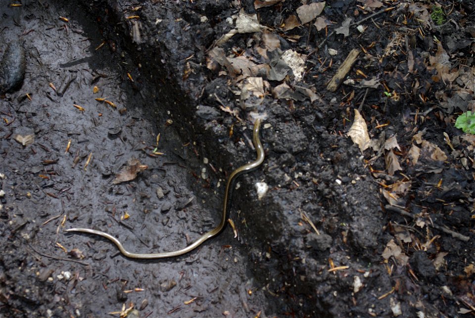 Blindschleiche (Anguis fragilis) im Oberen Püttlachtal in der Fränkischen Schweiz