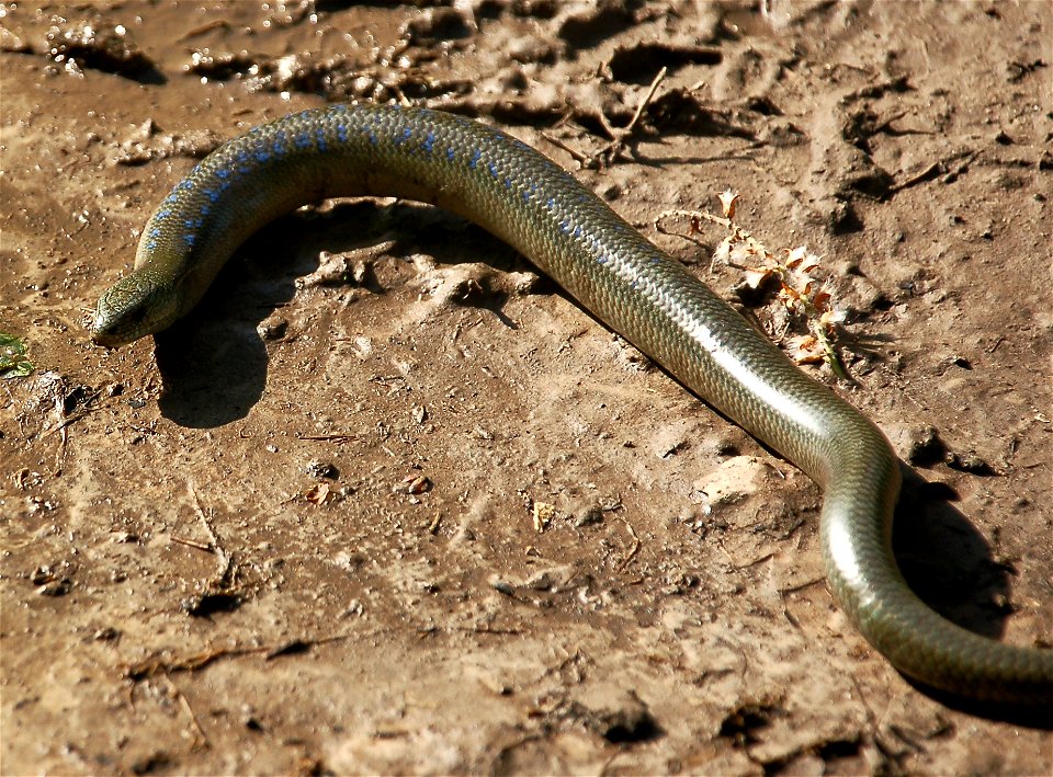 Самец ломкой веретеницы (Anguis fragilis) в брачном наряде