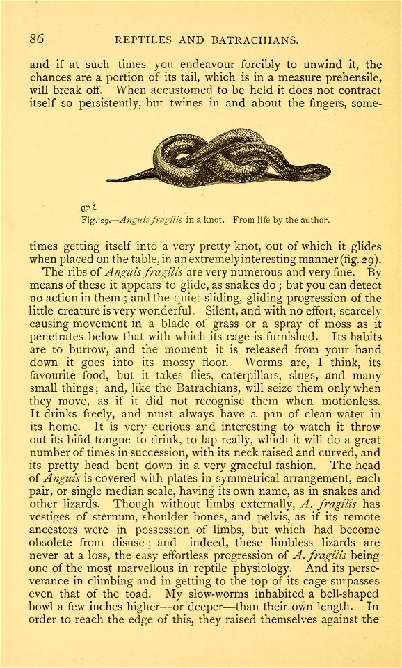 British reptiles and batrachians /  by Catherine C. Hopley.