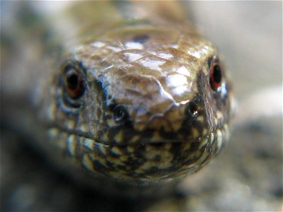 Slowworm, photo taken in Sweden