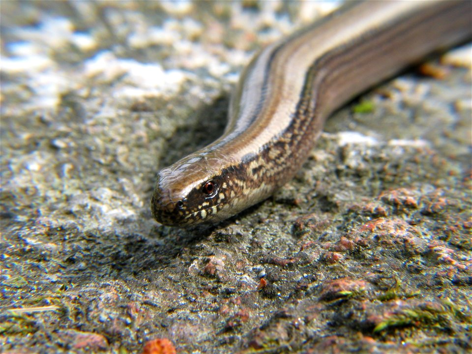 Slowworm, photo taken in Sweden