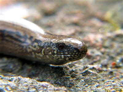 Slowworm, photo taken in Sweden