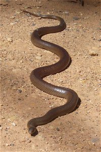Large Eastern Brown Snake - Tamban Forest near Kempsey, estimated length 1.7 metres photo