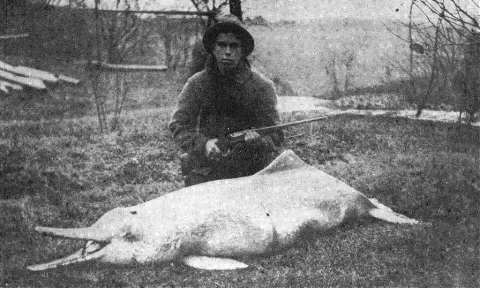 A Baiji Dolphin (Lipotes vexillifer) killed in 1914 by Charles Hoy, a American.