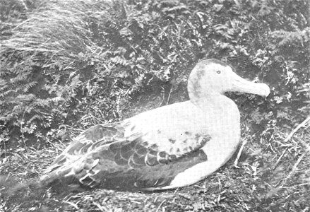 Wandering Albatross (Diomedea exulans) on Nest, Antipodes Island Subject: Wandering albatross, Diomedea, Albatrosses Tag: Water Birds photo