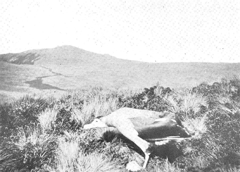 Wandering Albatross (Diomedea exulans) walking, Antipodes Island
Subject: Wandering albatross, Diomedea, Albatrosses
Tag: Water Birds