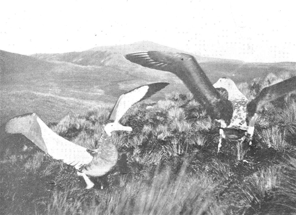 Wandering Albatrosses (Diomedea exulans) Mating, Antipodes Island
Subject: Wandering albatross, Diomedea, Albatrosses
Tag: Water Birds