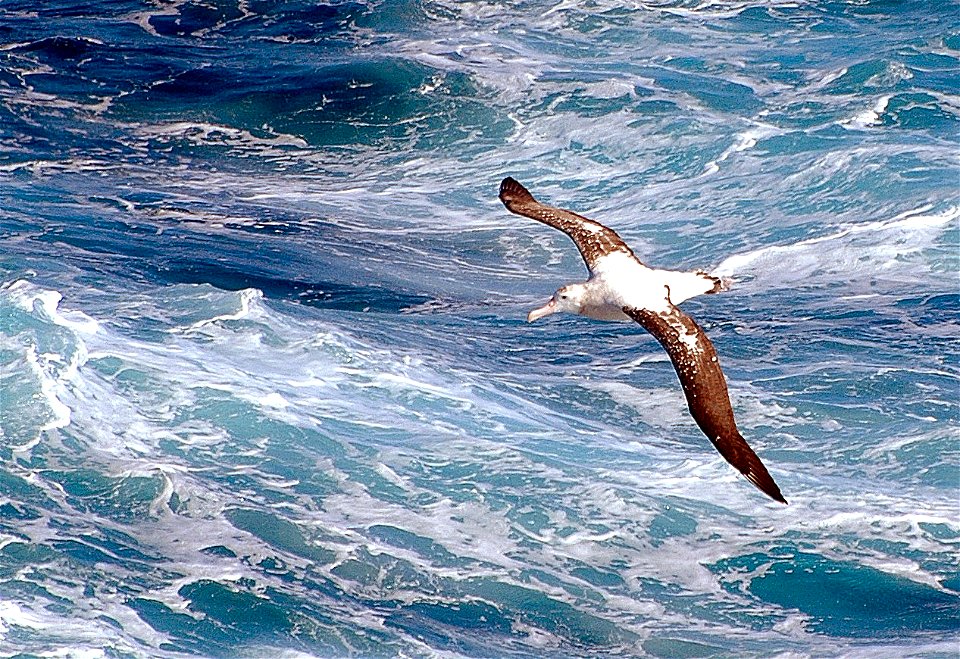 Wandering Albatross (Diomedea exulans) in flight, Antarctica