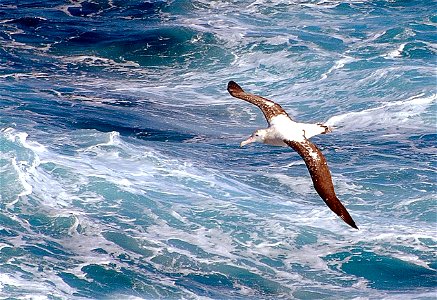 Wandering Albatross (Diomedea exulans) in flight, Antarctica photo