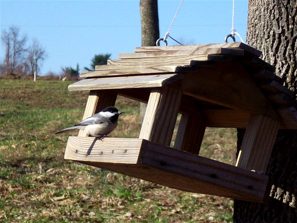 Black-capped Chickadee feeding on a platform bird feeder.