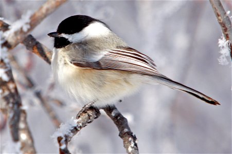 A black-capped chickadee is spotted one wintry morning at Rocky Mountain Arsenal National Wildlife Refuge.

Photo Credit: USFWS / John Carr