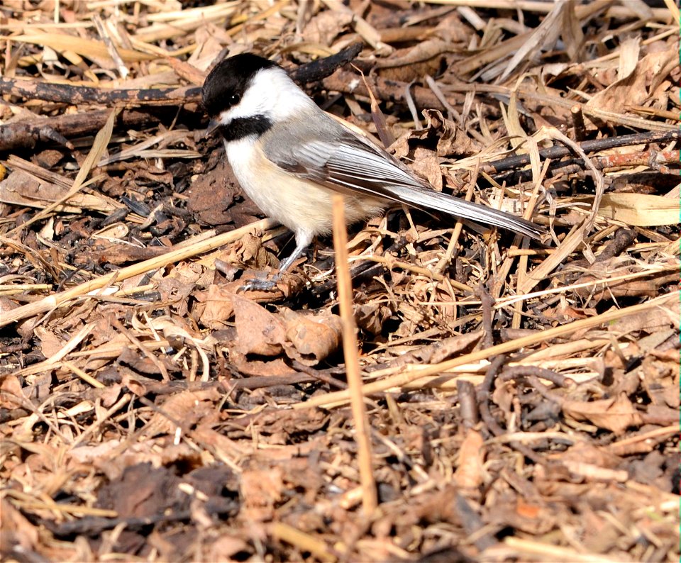 Photo by David Ellis/USFWS.