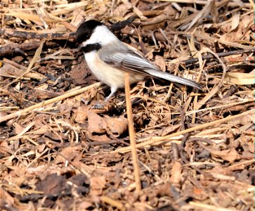 Photo by David Ellis/USFWS.